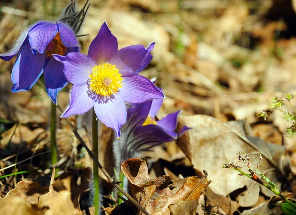 Modré lesní květiny mezi suchými podzimními listy — Stock fotografie