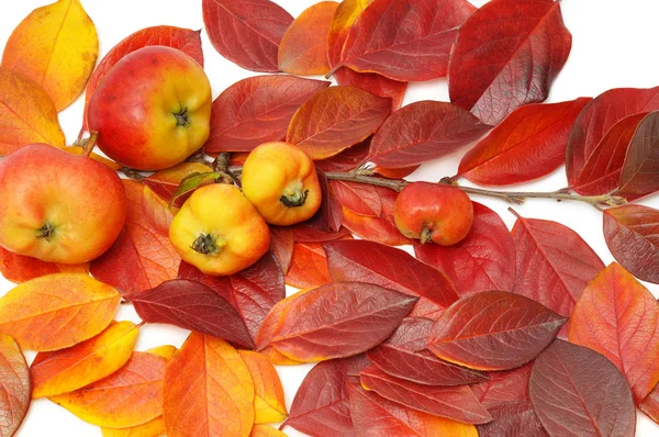Apples on twig with red leaves — Stock Photo, Image