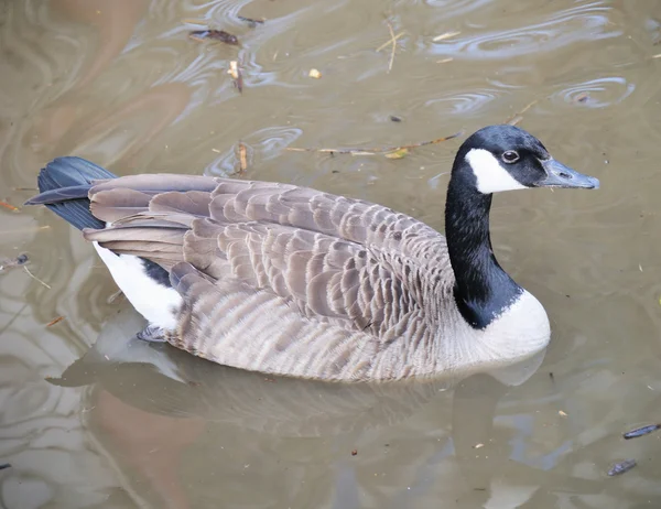 Ente auf Schmutzwasser — Stockfoto