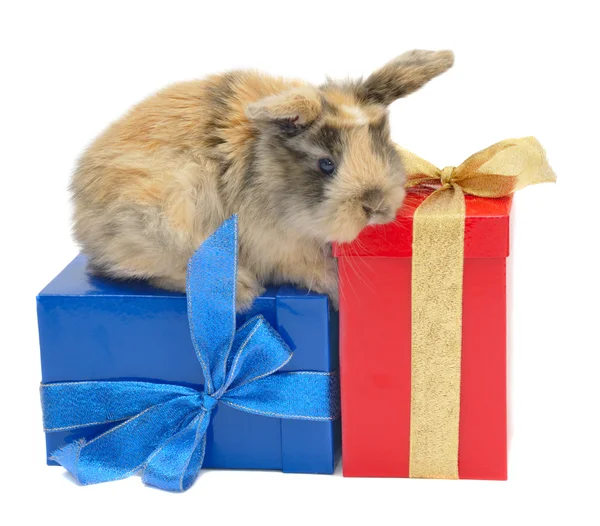 Rabbit on the boxes with gifts — Stock Photo, Image