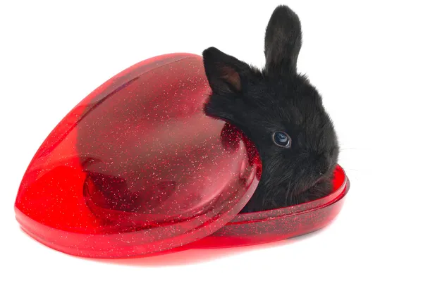 Malý králík, sedí v krabici — Stock fotografie
