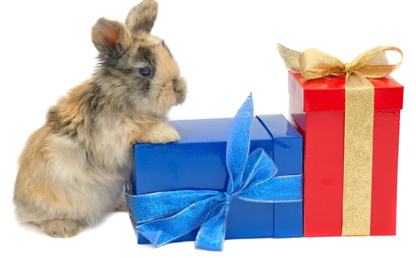 Pequeno coelho perto das caixas com presentes — Fotografia de Stock