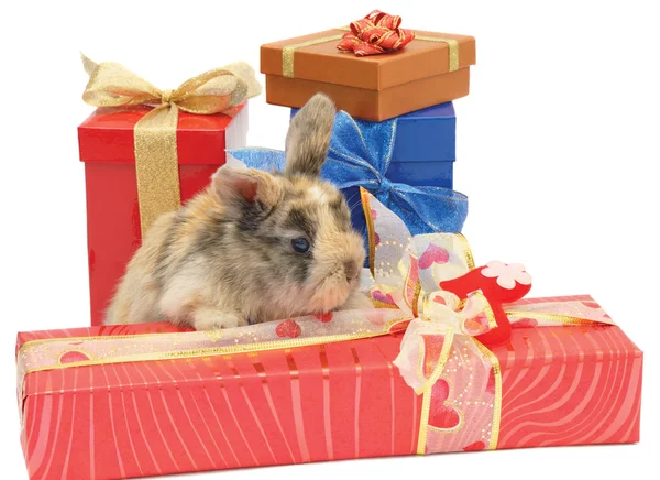 Little rabbit between the boxes with gifts — Stock Photo, Image