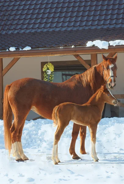 Dois cavalos vermelhos — Fotografia de Stock