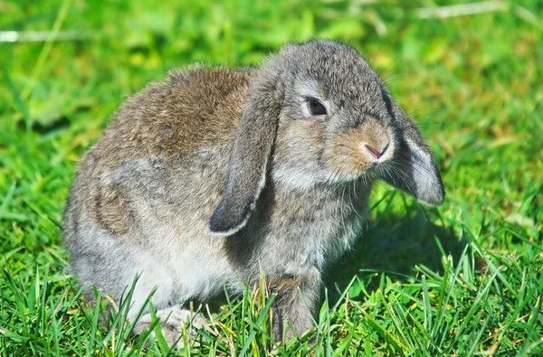 兔子坐在草地上 — 图库照片