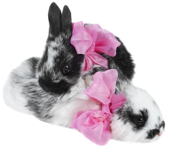 Paar Kaninchen mit rosa Schleifen — Stockfoto