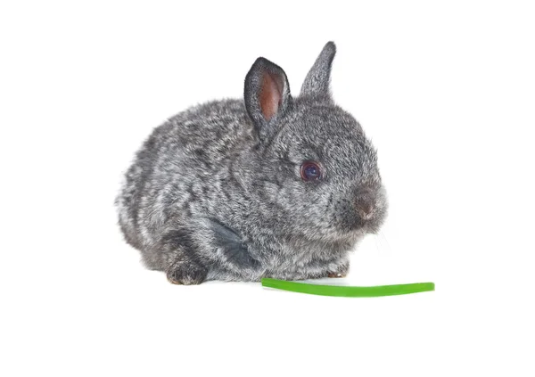 Pequeño conejo gris —  Fotos de Stock