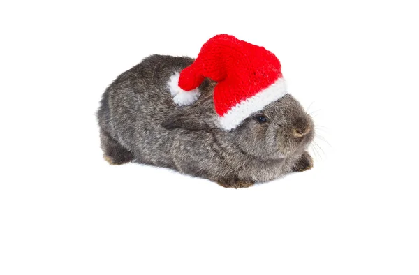 Rabbit in red cap of Santy — Stock Photo, Image
