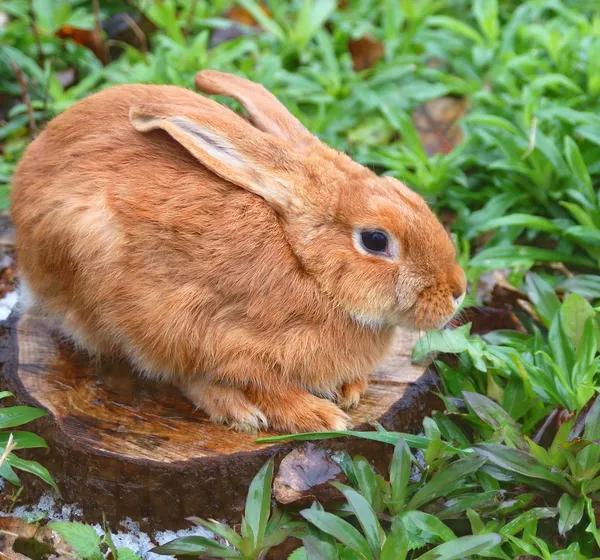 Coniglio rosso seduto — Foto Stock