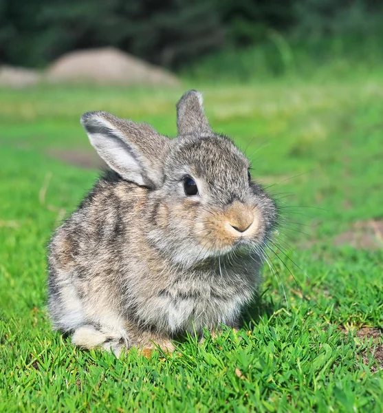 Tavşan çimenlerde oturuyor. — Stok fotoğraf