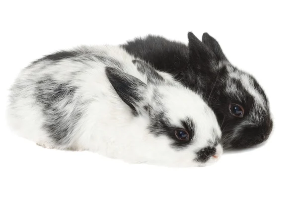 Çift tavşan — Stok fotoğraf