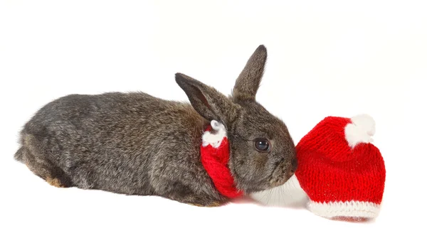 Conejo en gorra roja de Santy — Foto de Stock