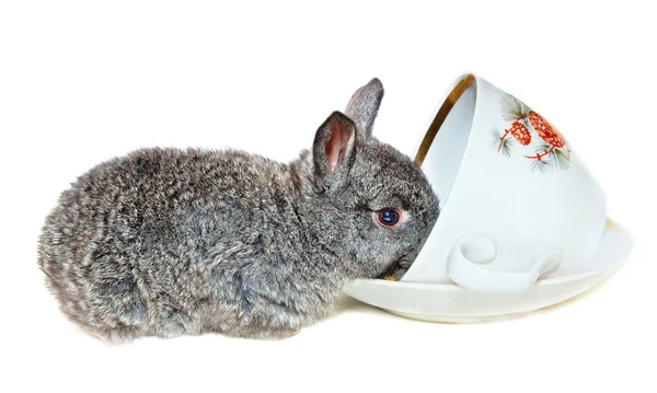 Gray rabbit drink from cup — Stock Photo, Image
