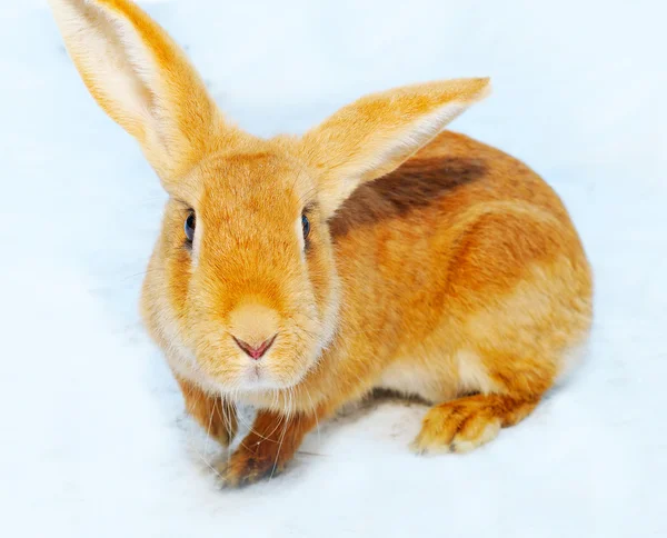 Bonito coelho na neve — Fotografia de Stock