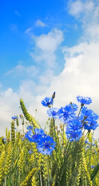 Mavi peygamberçiçeği — Stok fotoğraf