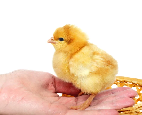 Pequeno frango bonito em uma mão — Fotografia de Stock