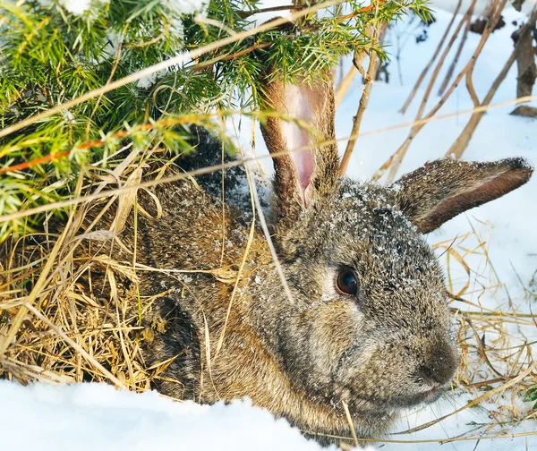Conejo sentarse bajo el arbusto —  Fotos de Stock