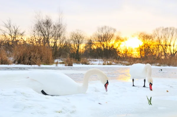 Couple swan — Stock Photo, Image