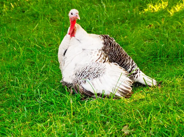 Turcja kogut na zielonej trawie — Zdjęcie stockowe