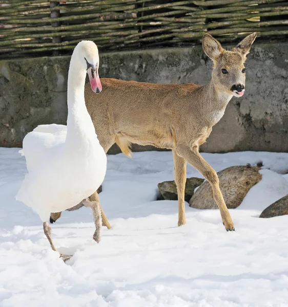 Deer and swan — Φωτογραφία Αρχείου
