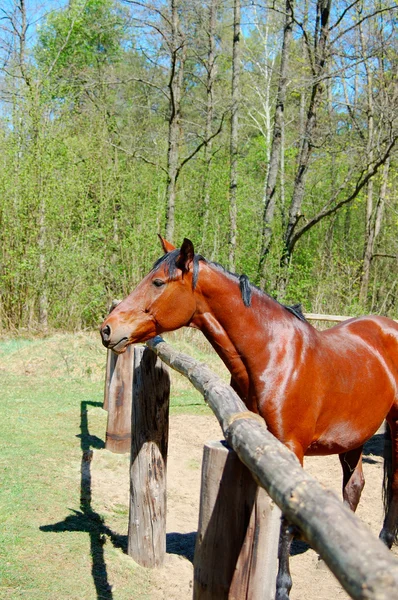 Όμορφο άλογο στο περιφραγμένο λιβάδι — Φωτογραφία Αρχείου