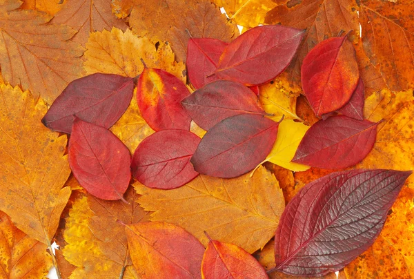 Folhas vermelhas e amarelas e marrons — Fotografia de Stock