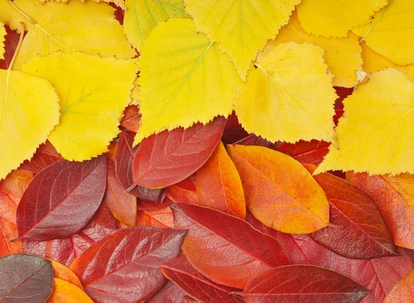 Rode en gele bladeren — Stockfoto