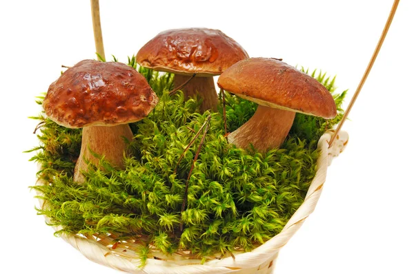 Tre svampar på moss — Stockfoto