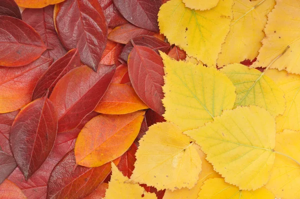 Czerwone i żółte liście — Zdjęcie stockowe