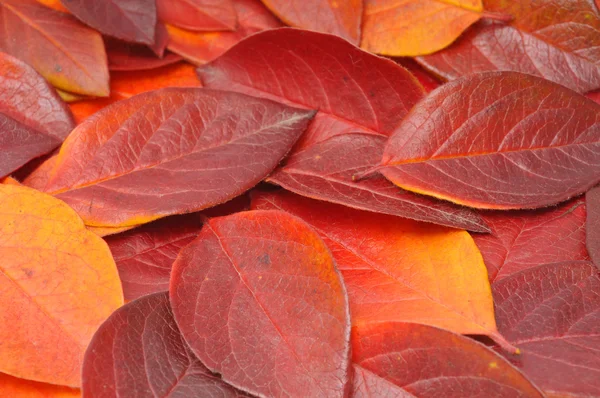Montón de hojas rojas —  Fotos de Stock