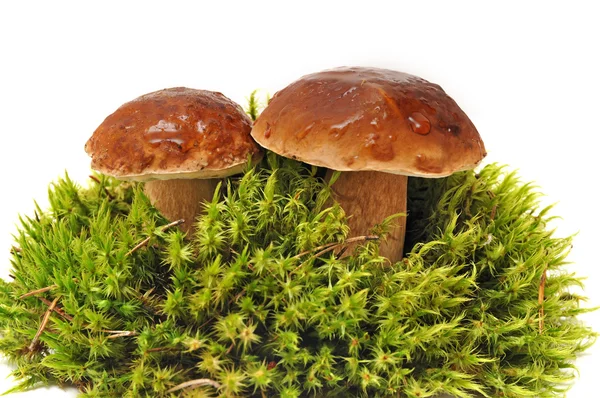 Moss üzerinde iki mantar — Stockfoto
