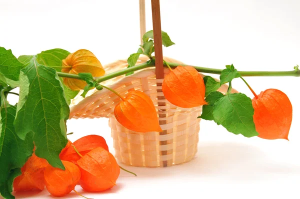 stock image Red winter cherry in basket