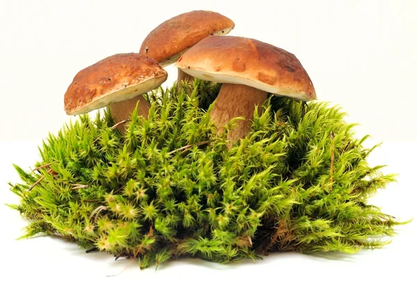 Three mushrooms on moss — Stock Photo, Image