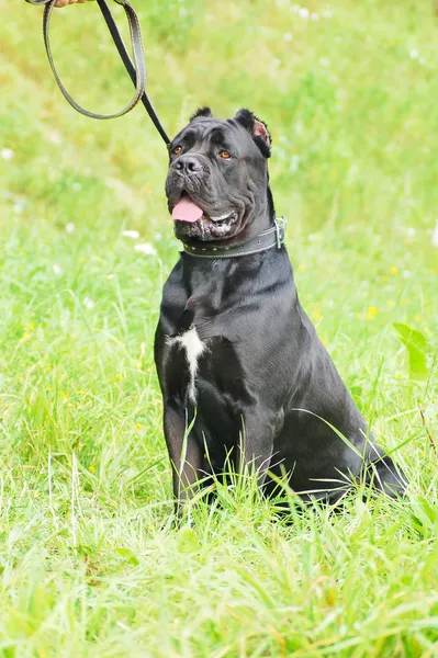 Canine corso looking in camera — Stock Photo, Image