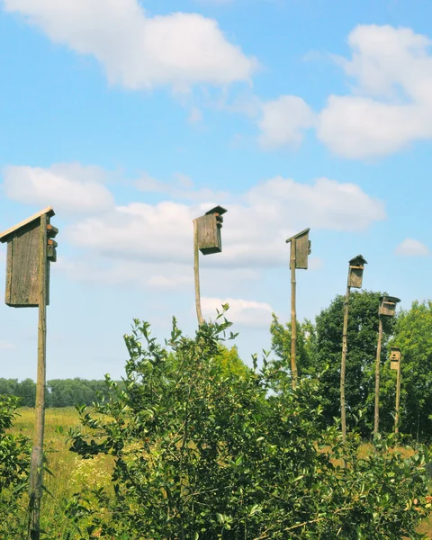Starling-casas em árvores fundo — Fotografia de Stock