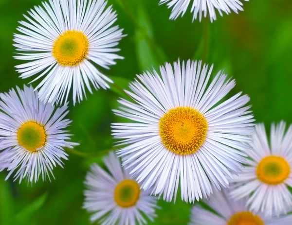 Daisys in green background — Stock Photo, Image
