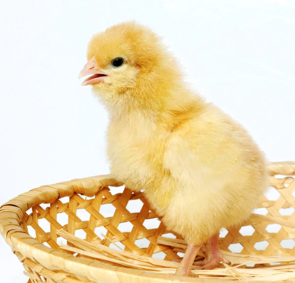 Small chicken in crib — Stock Photo, Image