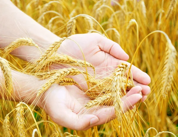 Золотые уши пшеницы в руках — стоковое фото
