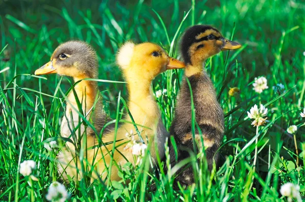 Yeşil çimenlerin üzerinde üç küçük ördek — Stok fotoğraf