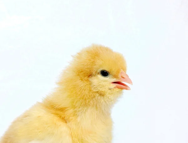 Pollo pequeño —  Fotos de Stock