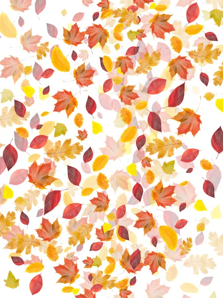 Feuilles d'automne tourbillonnées sur fond blanc — Photo