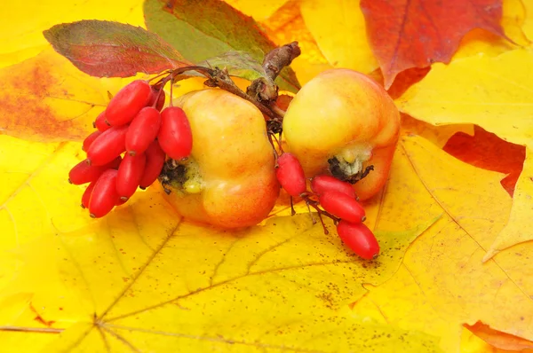Jabłka i berberysu czerwonego — Zdjęcie stockowe