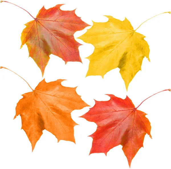 Zestaw jesienią liście — Zdjęcie stockowe