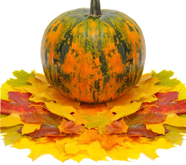 Kürbis und Herbstblätter — Stockfoto