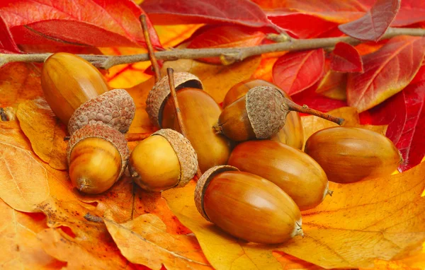 Acorns on fall leafs — Stock Photo, Image