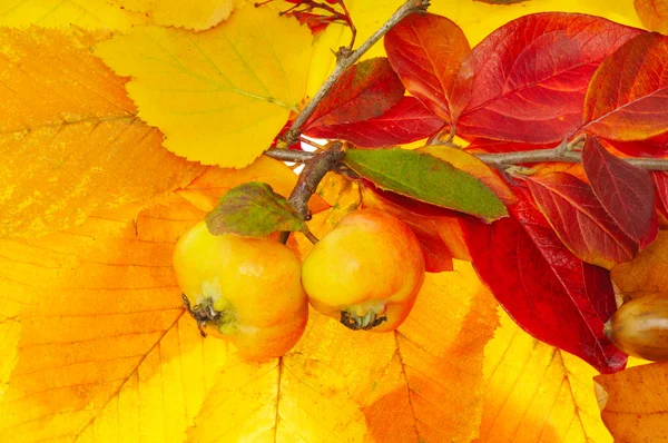 Dos manzanas sobre hojas rojas y amarillas —  Fotos de Stock