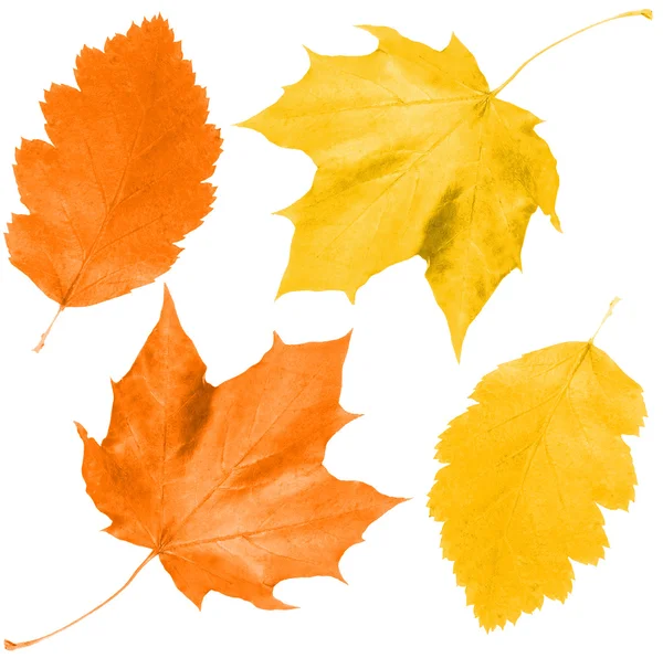 Sada listů na podzim — Stock fotografie