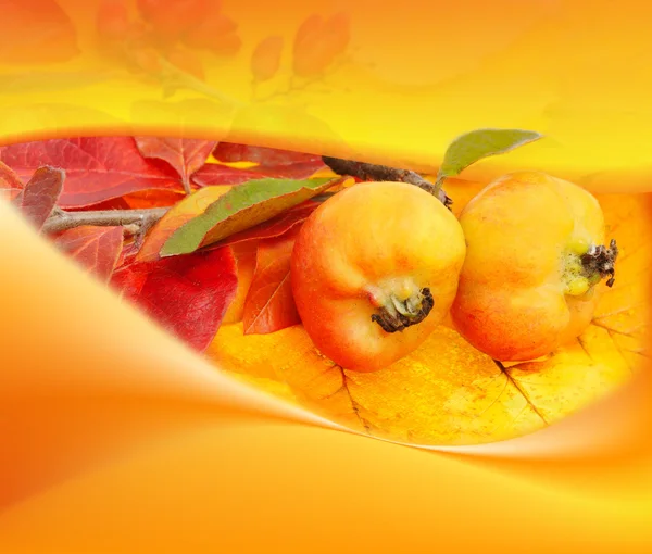 Iki elma ve renkli yaprakları — Stok fotoğraf