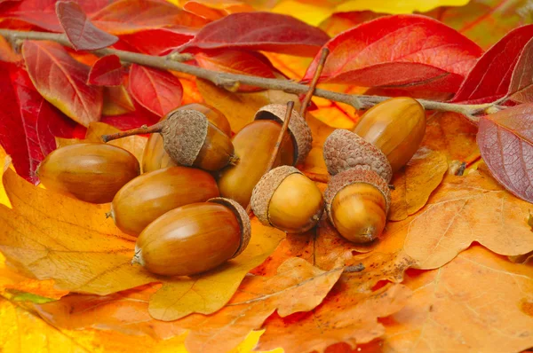 Acorns on red and yellow leafs — Stock Photo, Image
