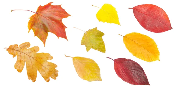 Conjunto de hojas amarillas y rojas —  Fotos de Stock